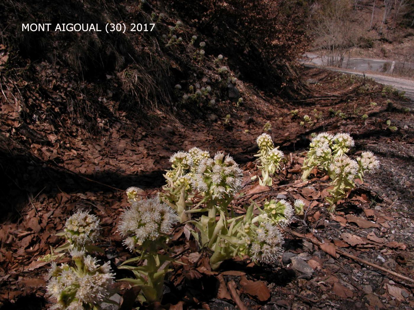 Butterbur, White plant